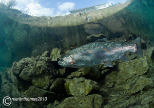 Rainbow trout.
16mm. by Mark Thomas 